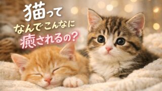 猫の癒し効果はなぜすごい？可愛すぎる理由と赤ちゃんみたいに見える秘密