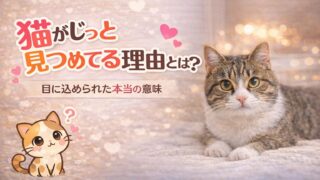 猫がじっと見つめてくる理由とは？目に込められた本当の意味