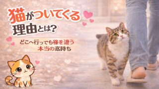 猫がついてくる理由とは？どこへ行っても後を追う本当の気持ち