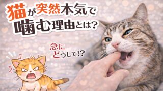 猫が突然本気で噛む理由とは？攻撃の前兆と正しい対処法