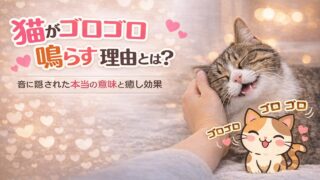 猫がゴロゴロ鳴らす理由とは？音に隠された本当の意味と癒し効果