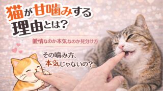 猫が甘噛みする理由とは？愛情なのか本気なのか見分け方